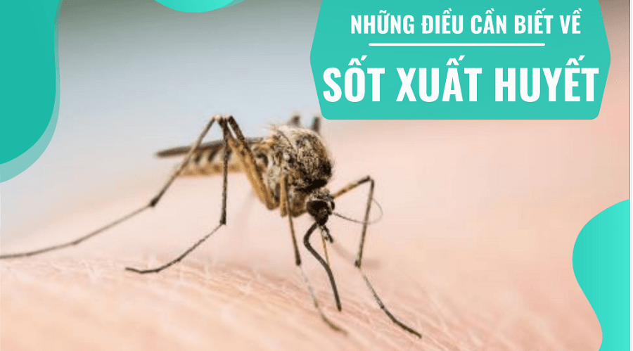 Những điều cần biết về sốt xuất huyết