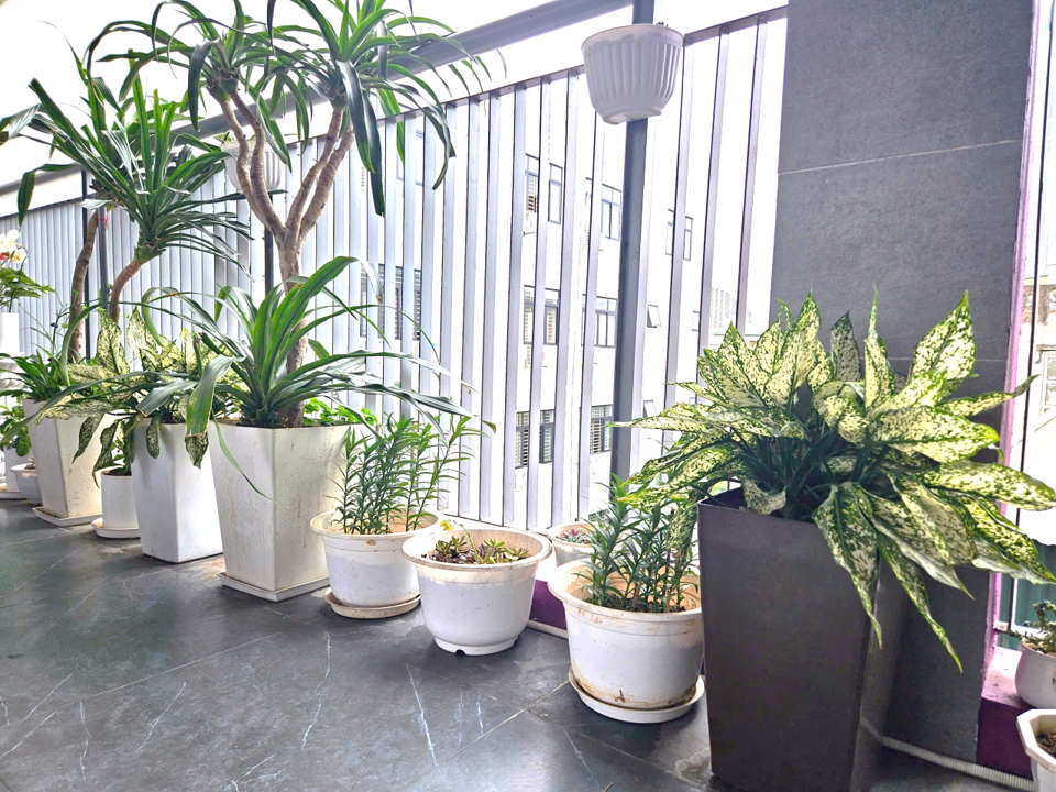 Khuôn viên Xanh - Góc nhỏ thân thương  trong mái trường Thống Nhất tại nơi học tạm
