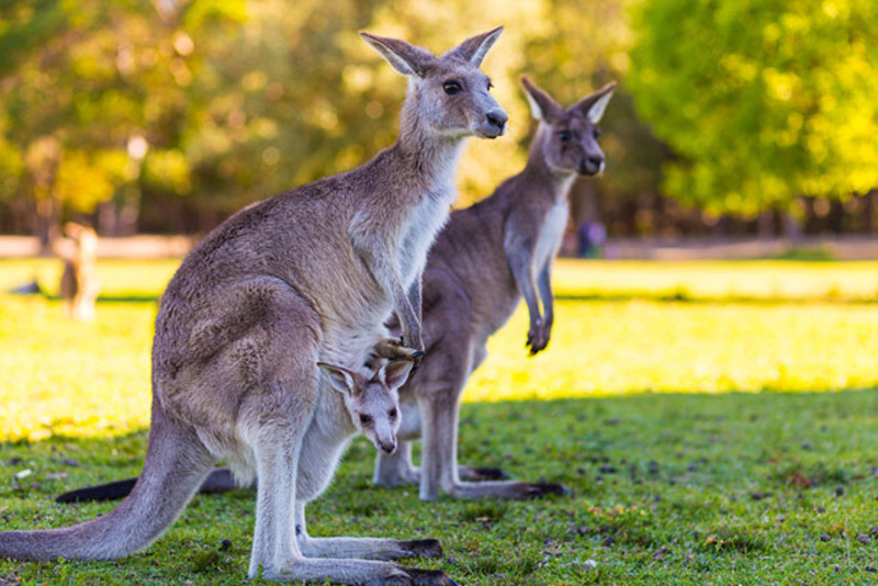 Chuột túi Kangaroo
