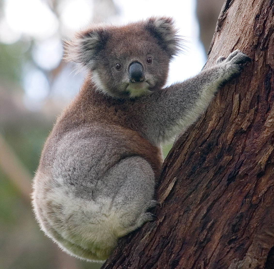 Gấu túi Koala