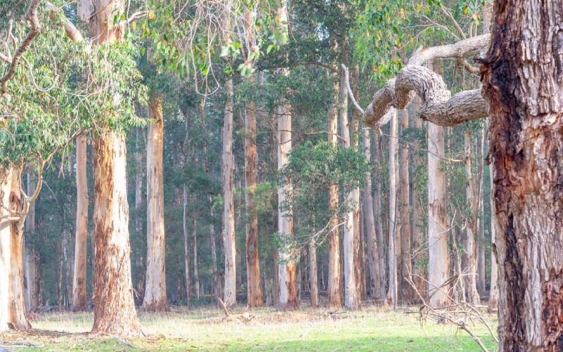Ý nghĩa phong thuỷ của cây bạch đàn