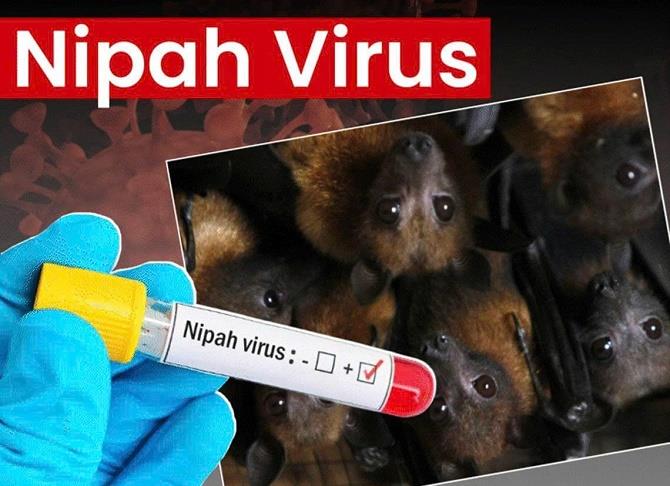 Dịch bệnh do virus Nipah và khuyến cáo của ngành Y tế